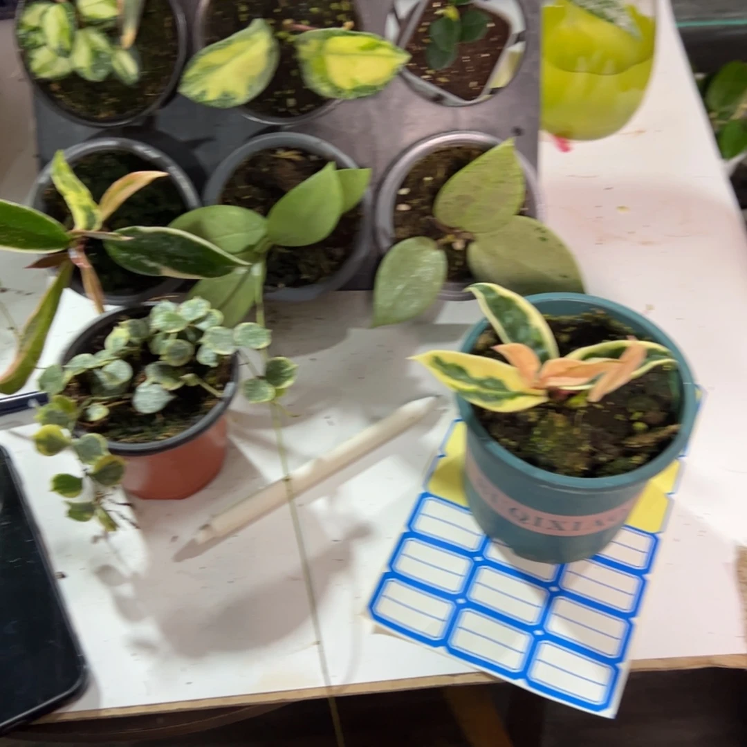 安****无花朵克林克外锦