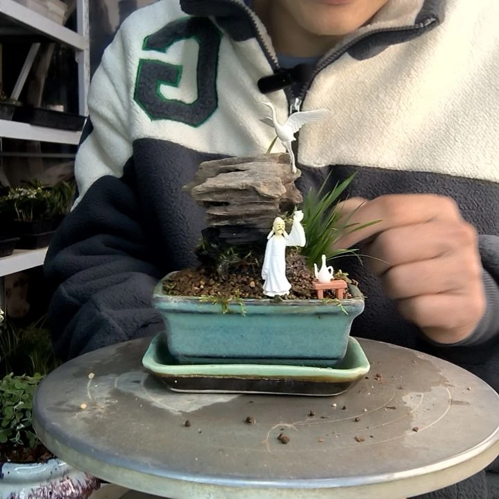 抬***朵小盆景小植物一物一拍181