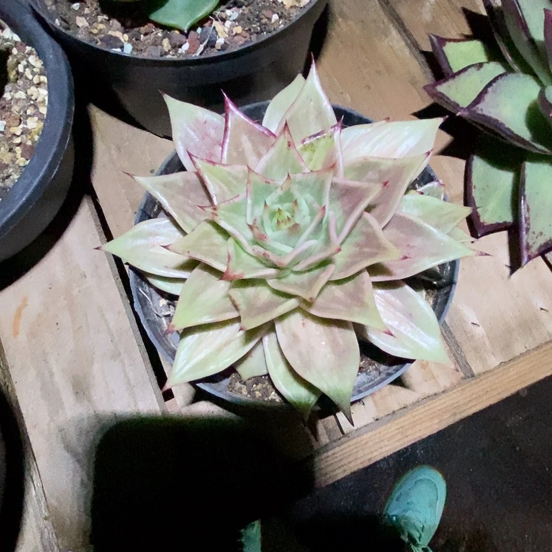 虎皮星星锦6