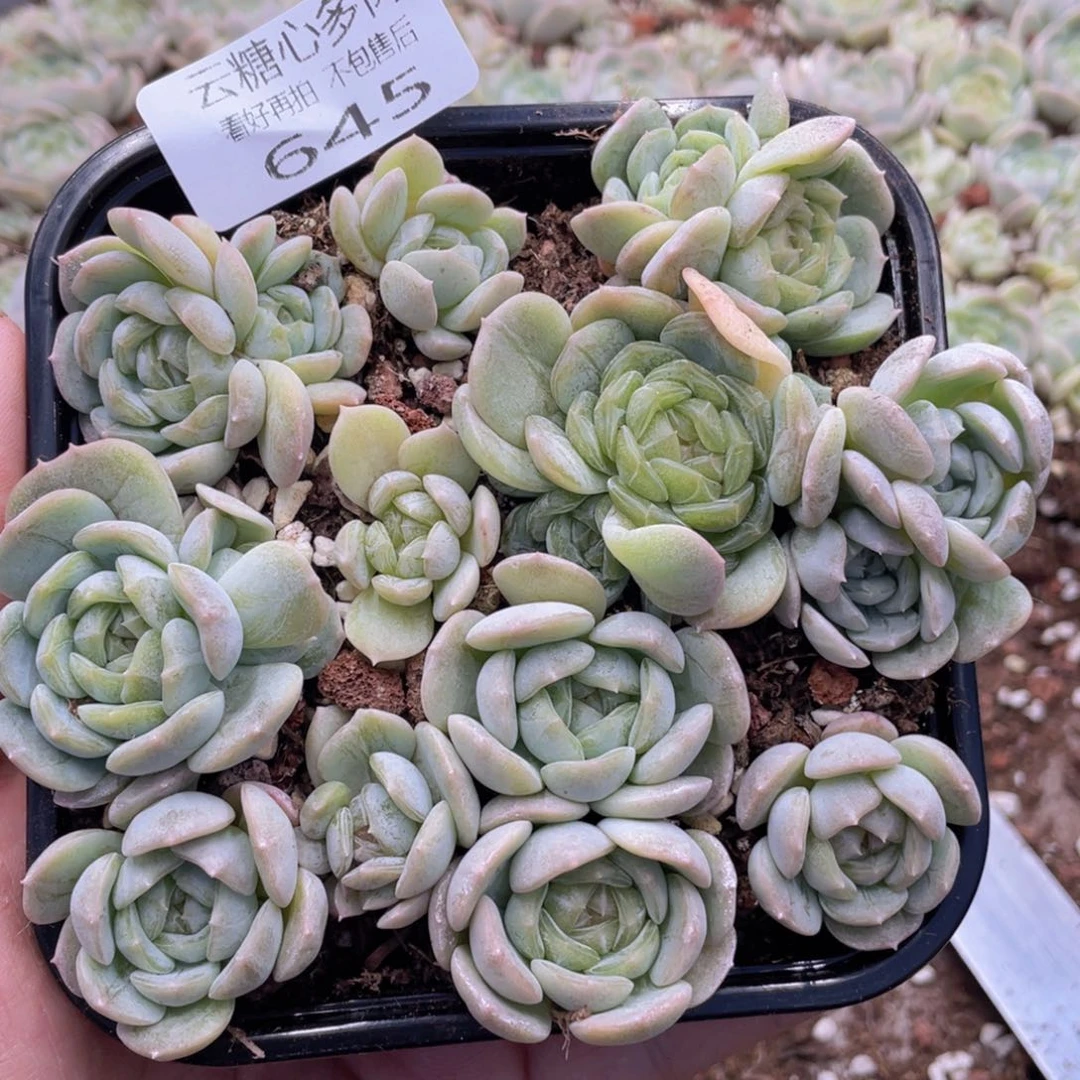 云糖心多肉植物645