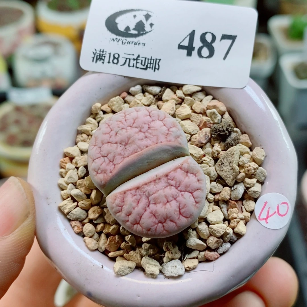 生石花花花花花花花花487