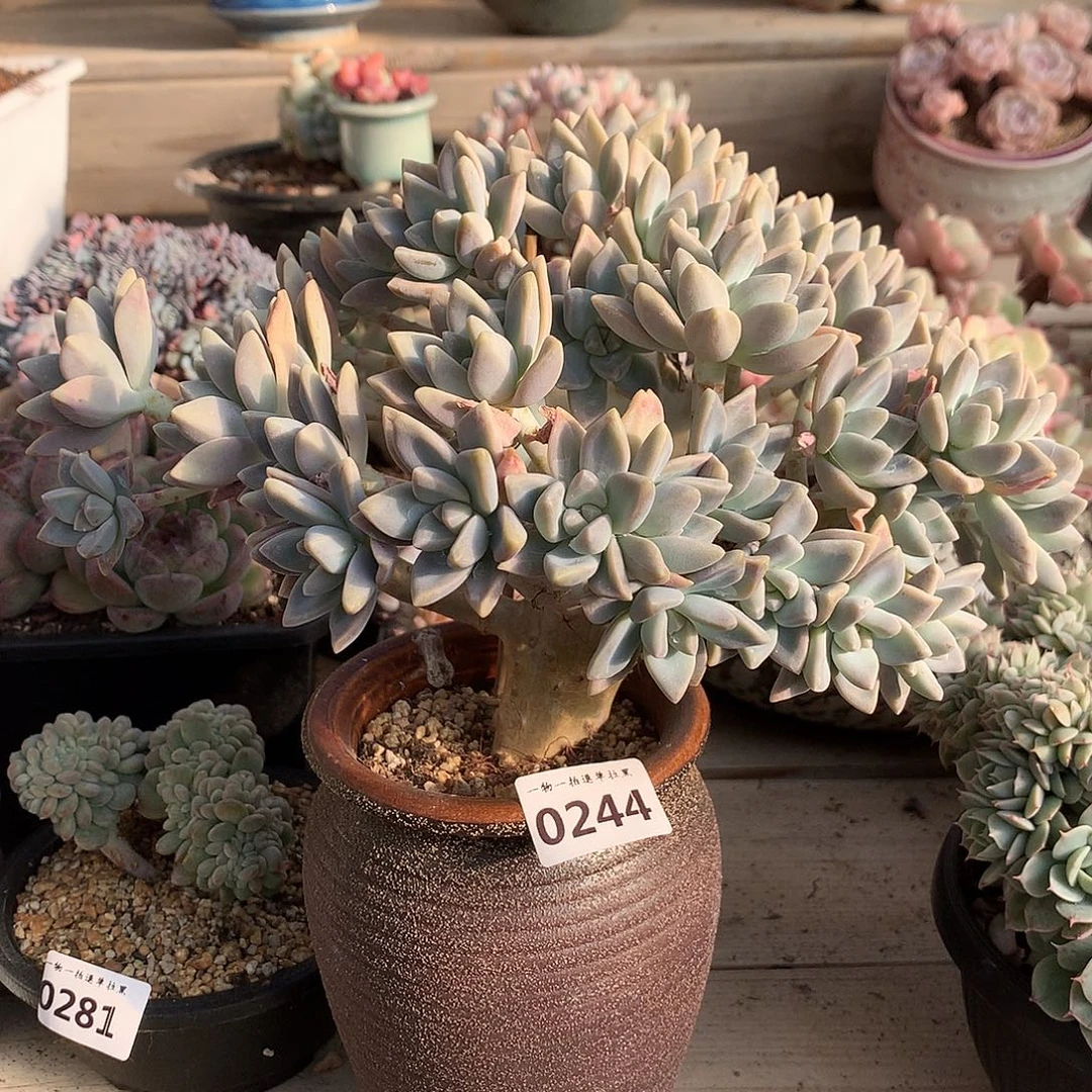 244淡雪缀化一颗23厘米