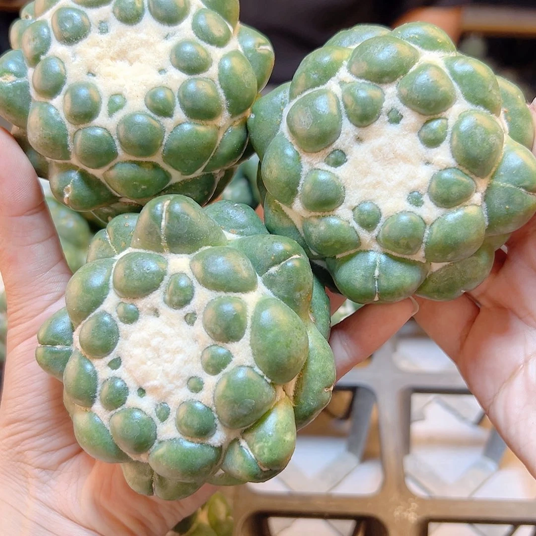 蜘蛛眼无根7.5公分1颗