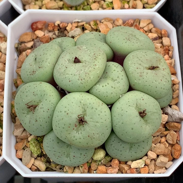 精品多肉植物精品多肉