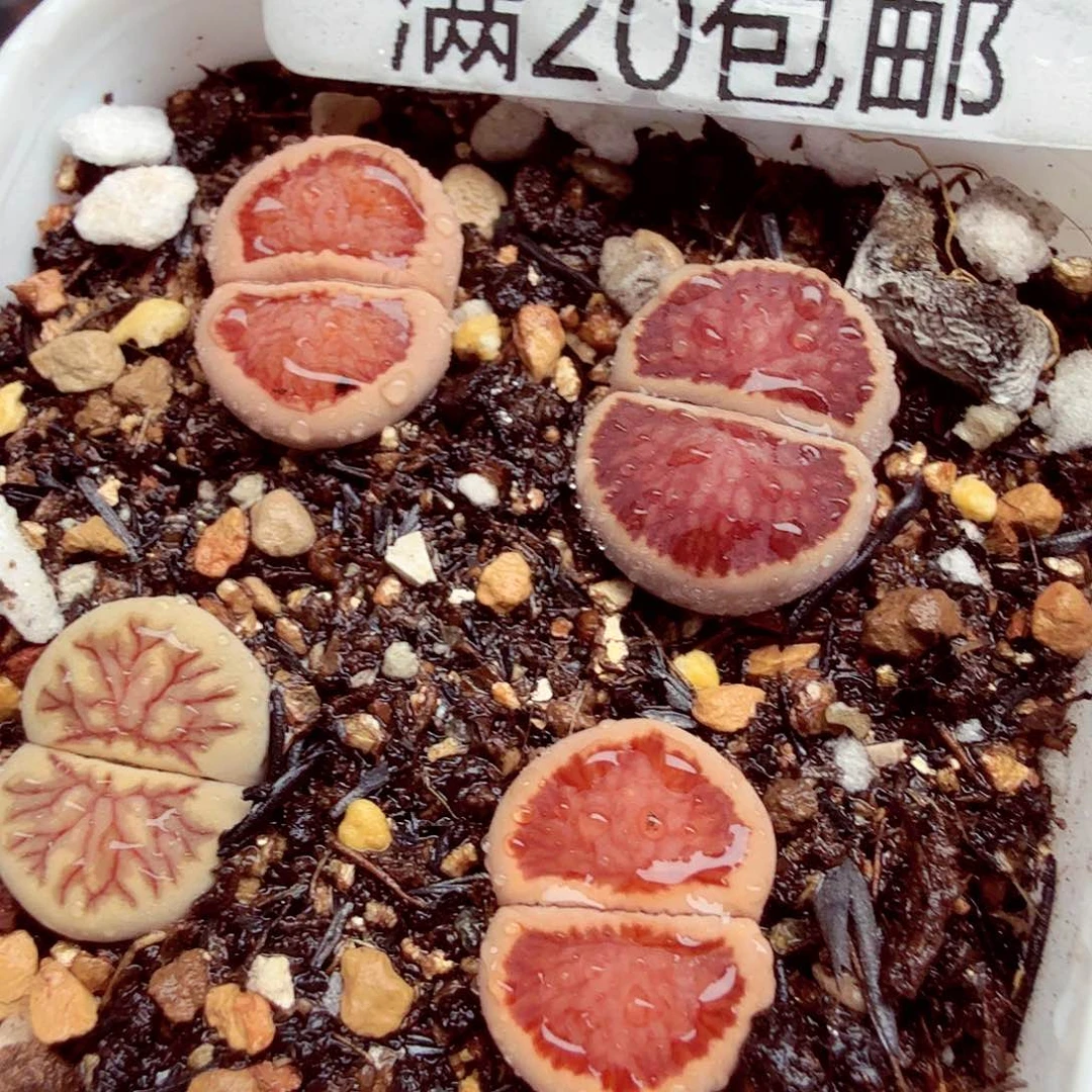 何***）好喜欢你这个造型噢458