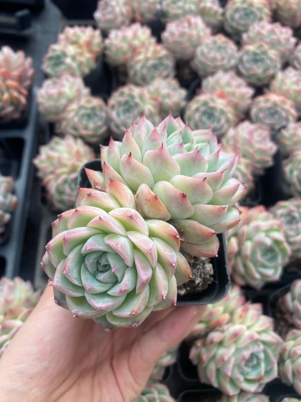 【一颗包邮】7厘米盆韩版水晶玫瑰多肉精控老桩群生多肉精品绿植