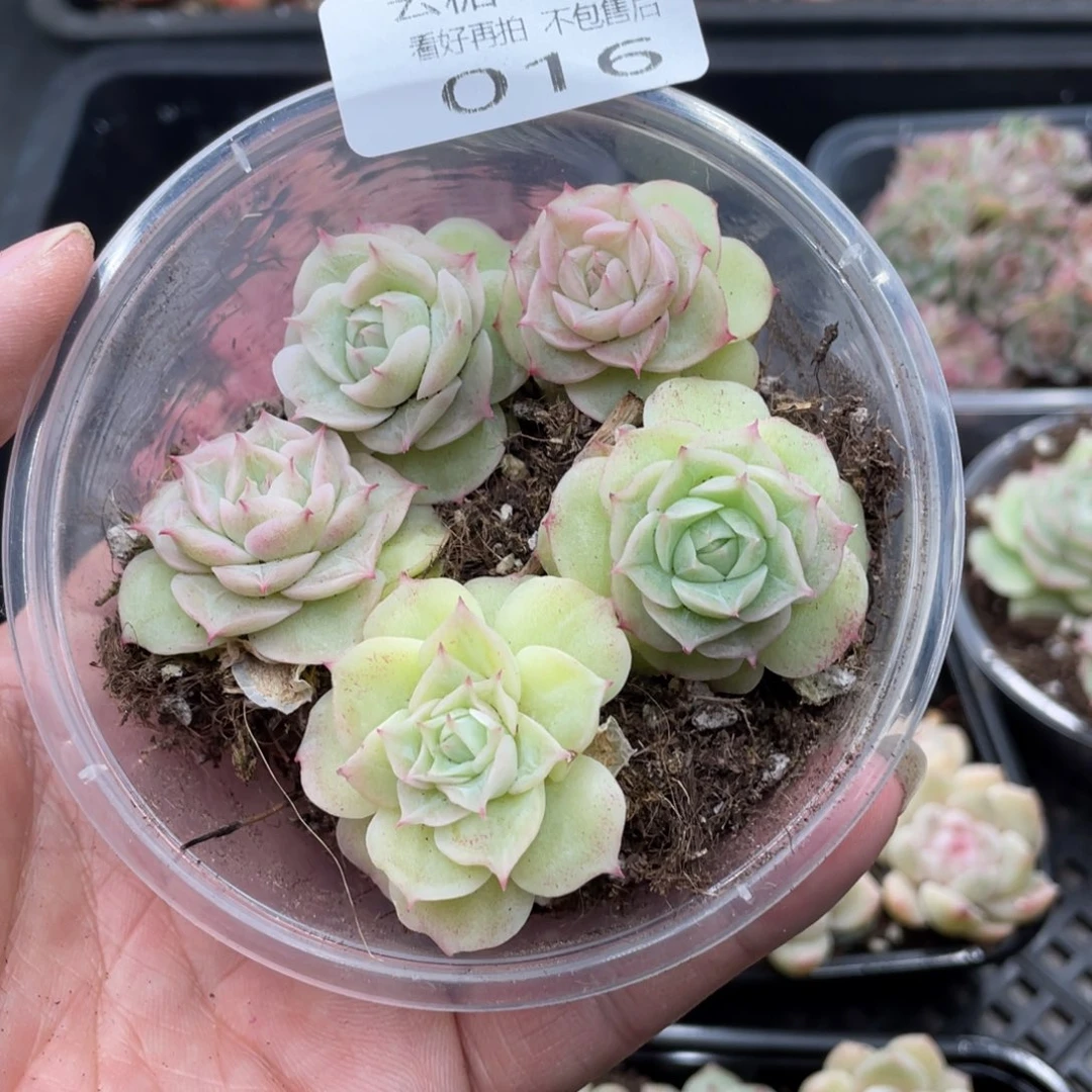 云糖心多肉植物16