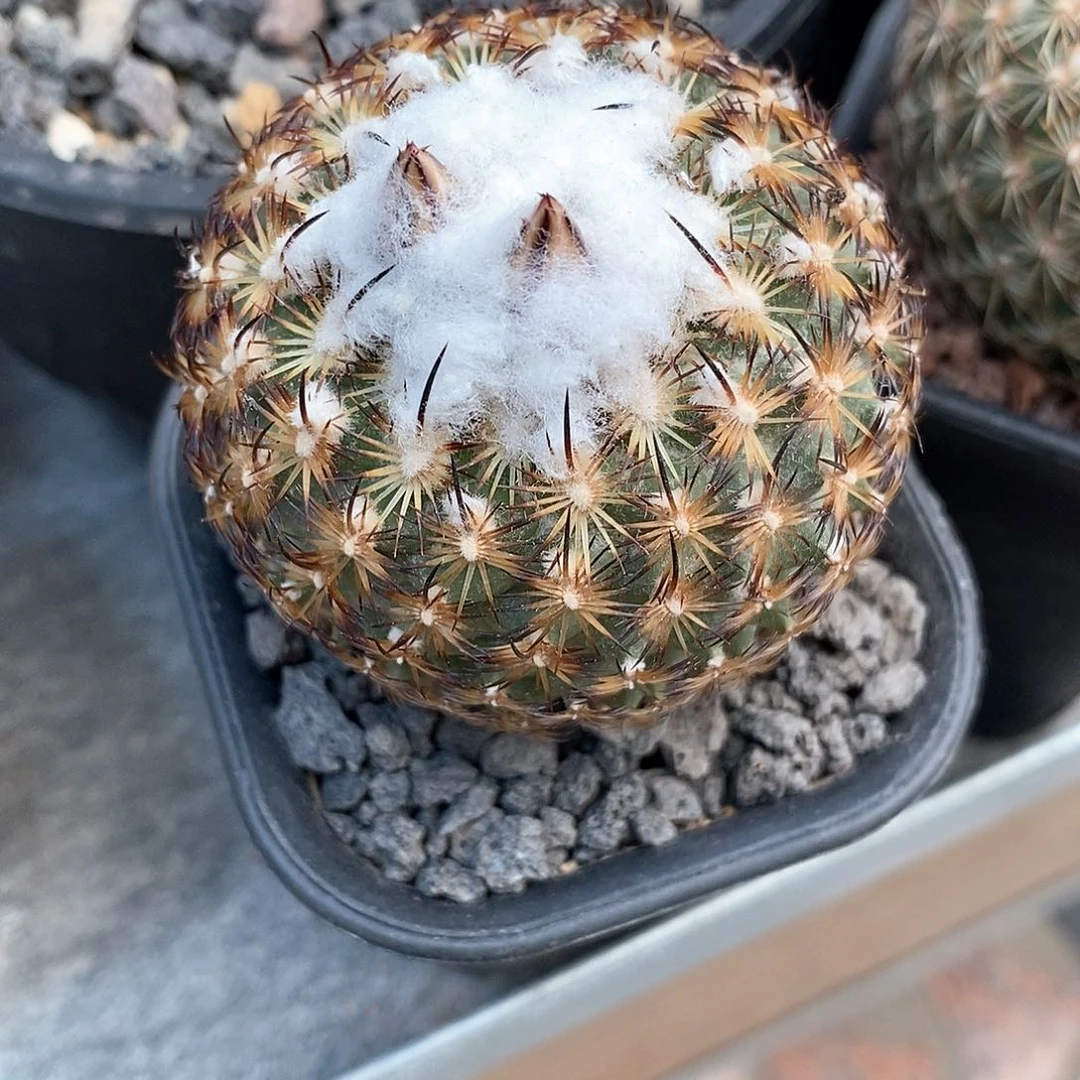 路***3实生伊莎贝拉仙人球