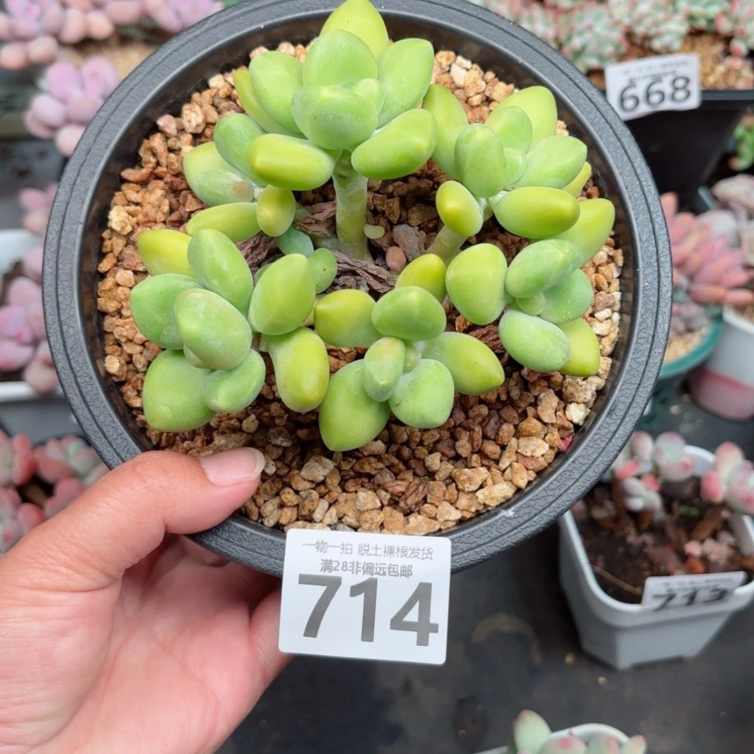 芒果Kk奶无盆土发货