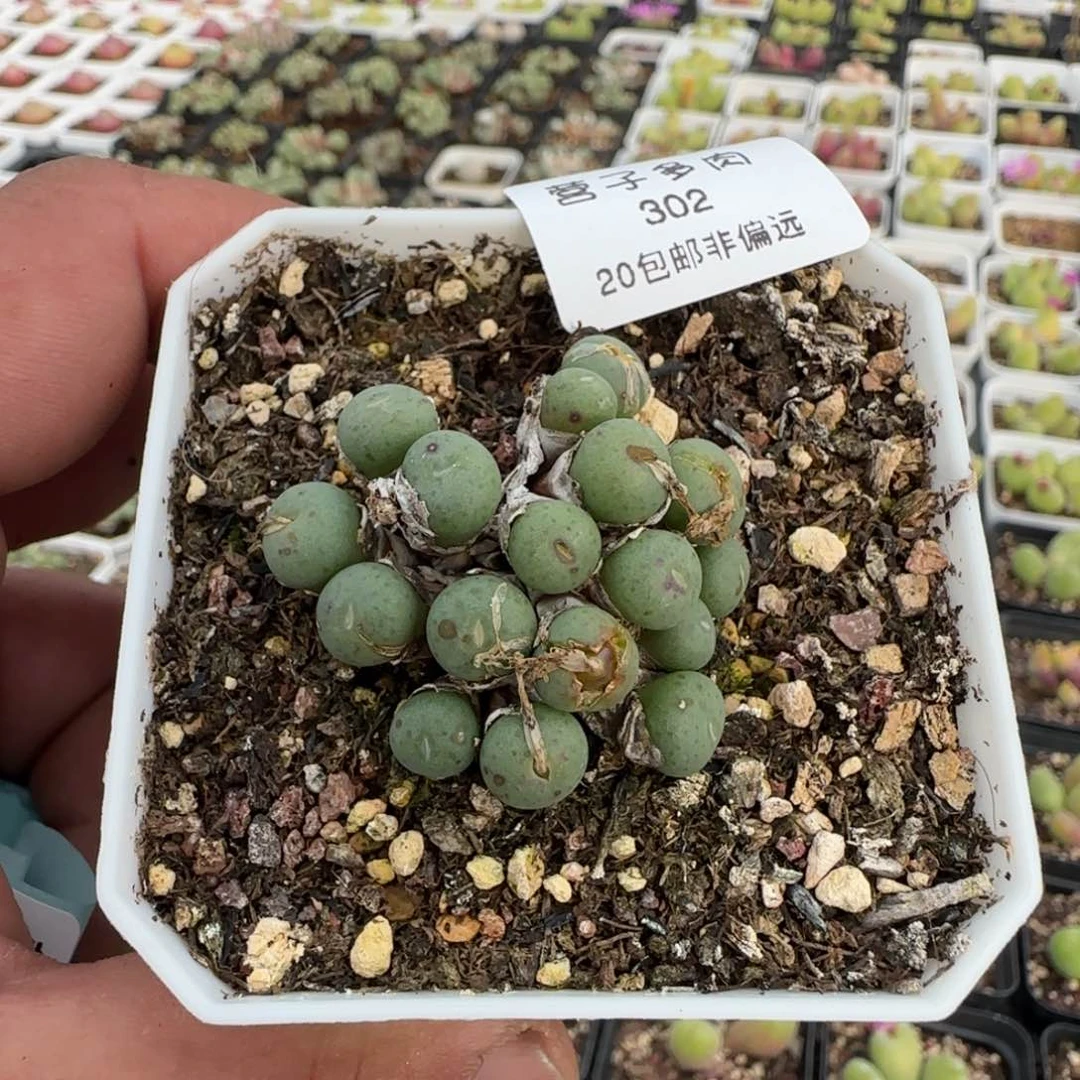 紫花小饼。 带盆土发货。