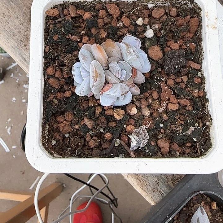 青蛙王子儿童牙膏111