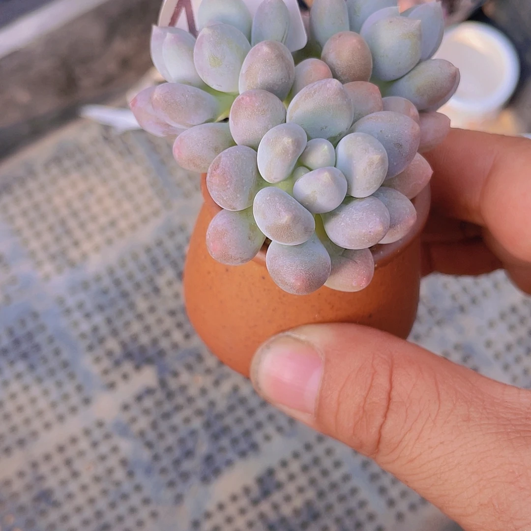 @***柒多肉植物多肉植物