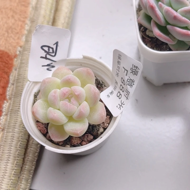 哎***旭888 珍妮 带陶瓷盆发货 满28包邮