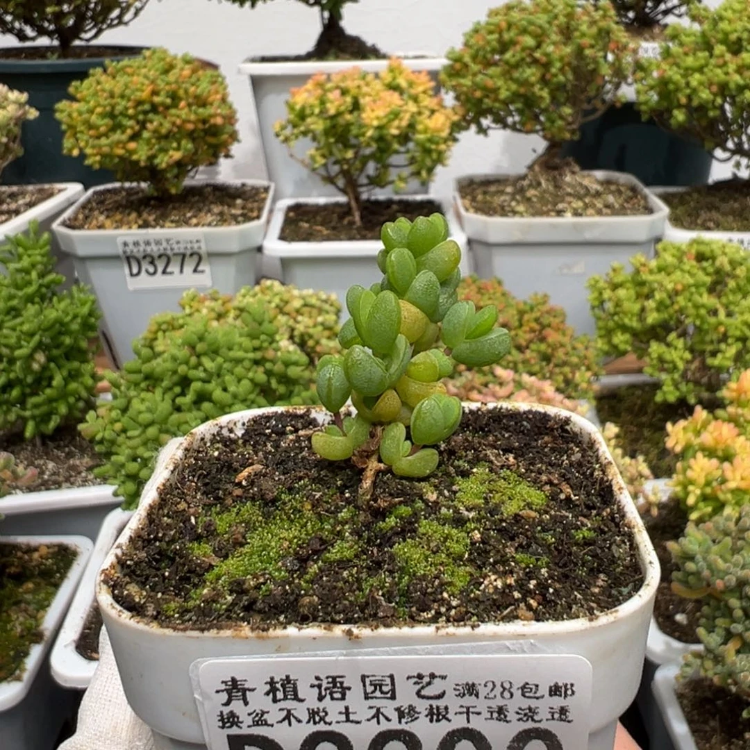 d3300元宝枝干福利