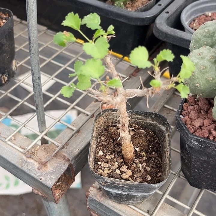 我也不知道我为什么要这样对