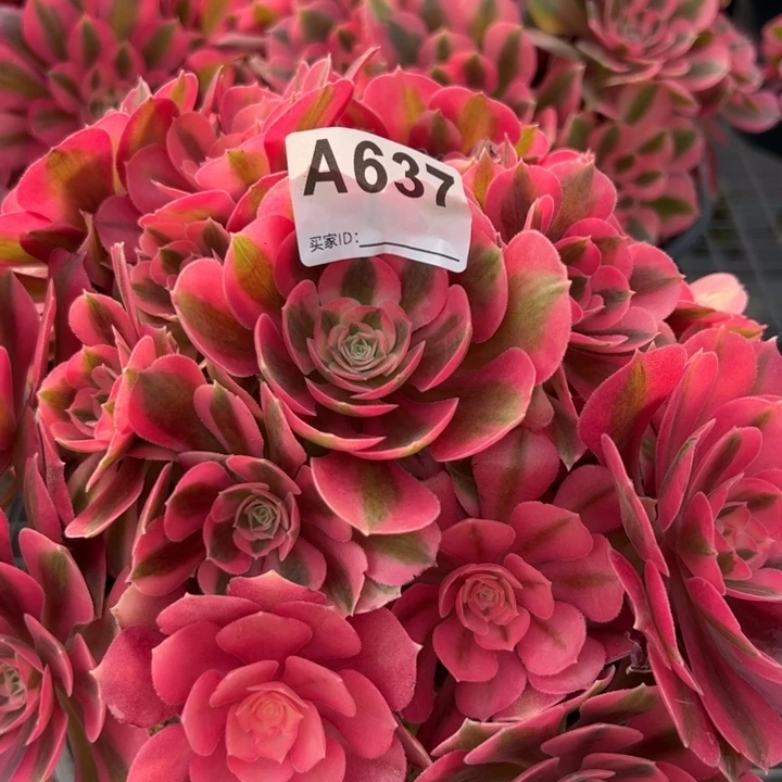 637女巫25厘米左右