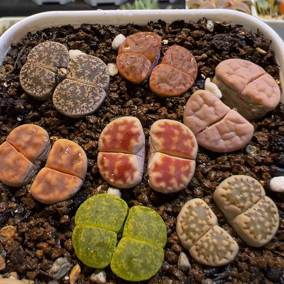 13多肉植物百科知识