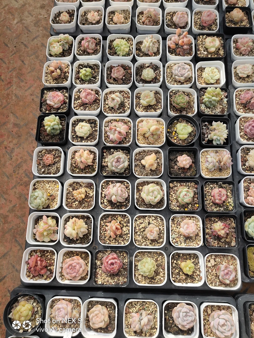 精品多肉10颗包邮，糖心珍妮各种杂，麦秆群默认随机发，脱土发货