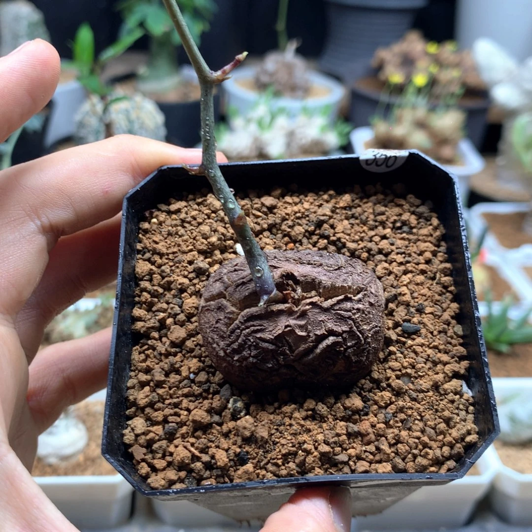 福利异形龟甲龙带盆