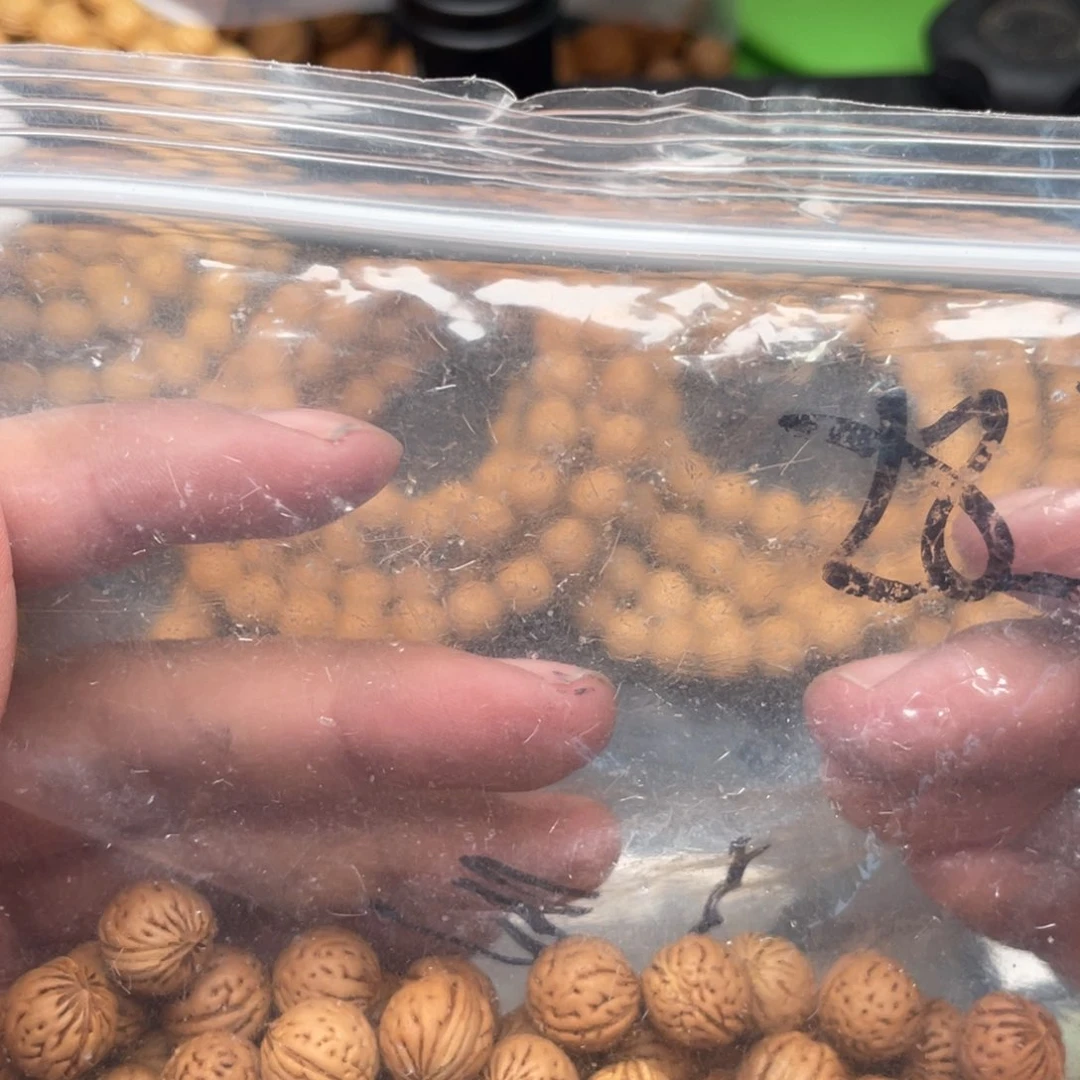 【闪购商品】A****i散子批发200米