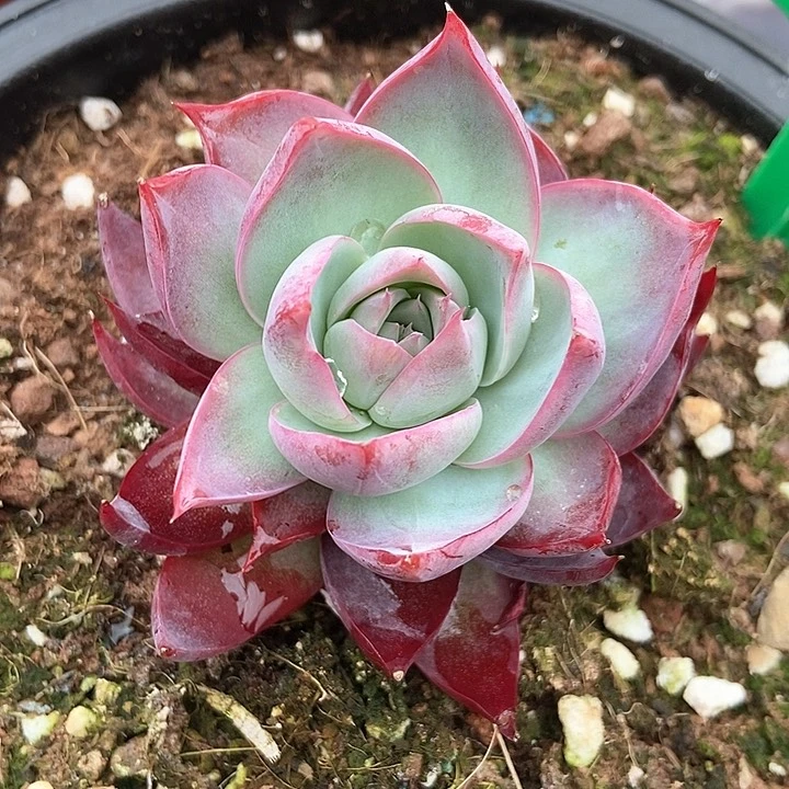 多肉植物惊鸿912