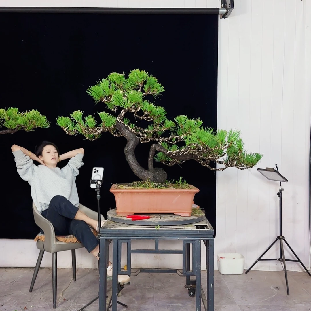 莫***德无花朵黑松盆景直播间