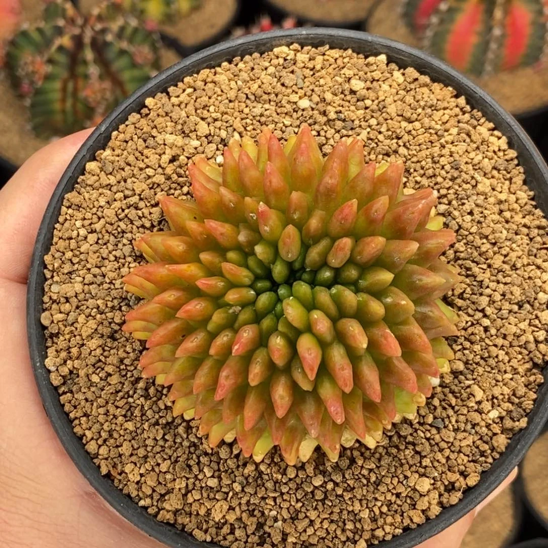 黄金貘000000000045