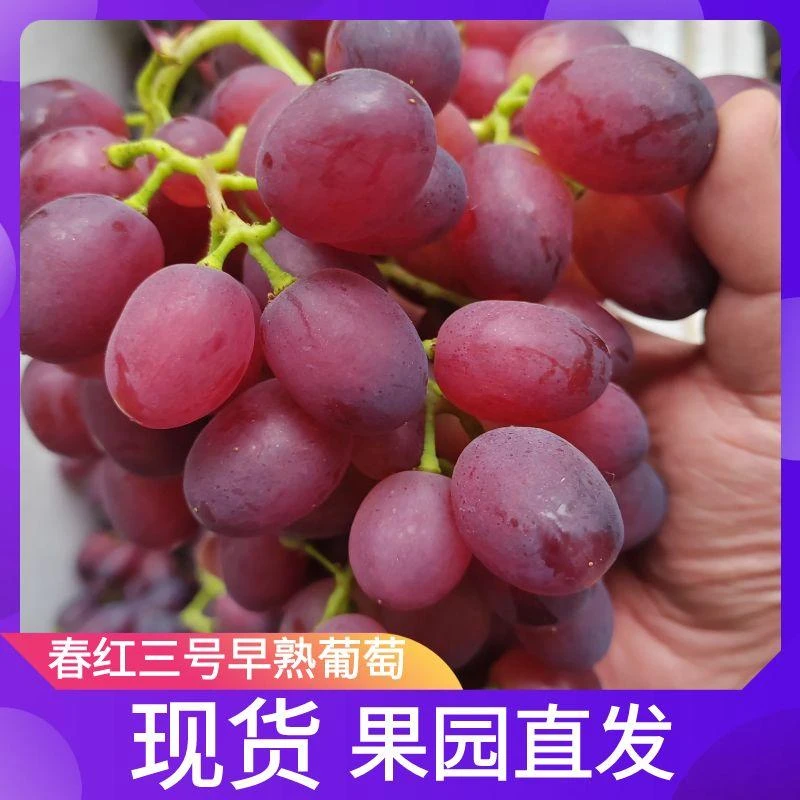 春红三号早熟葡萄 新鲜采摘 当季应季水果脆甜多汁