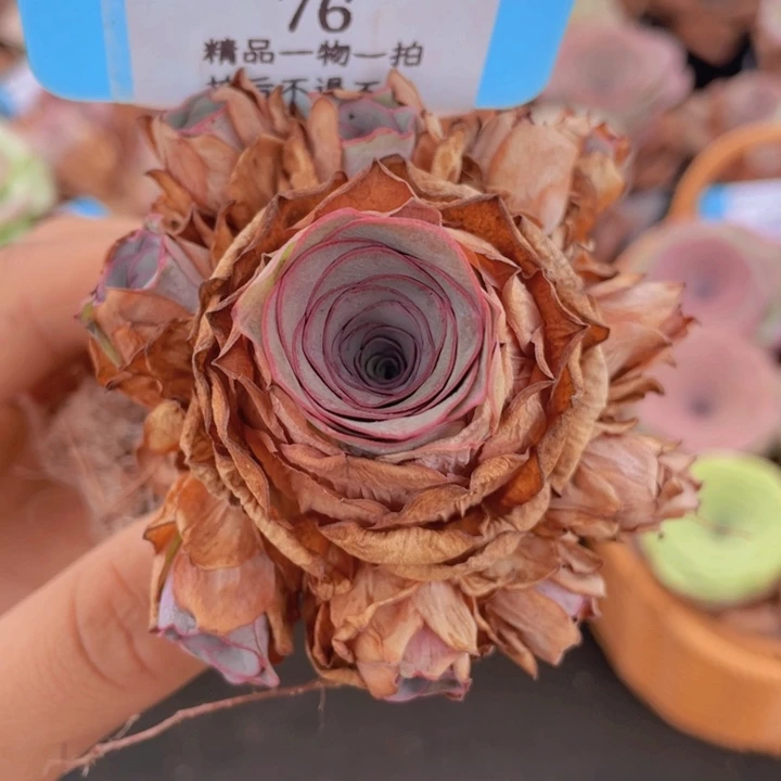 山地玫瑰76断枝不包损不售后