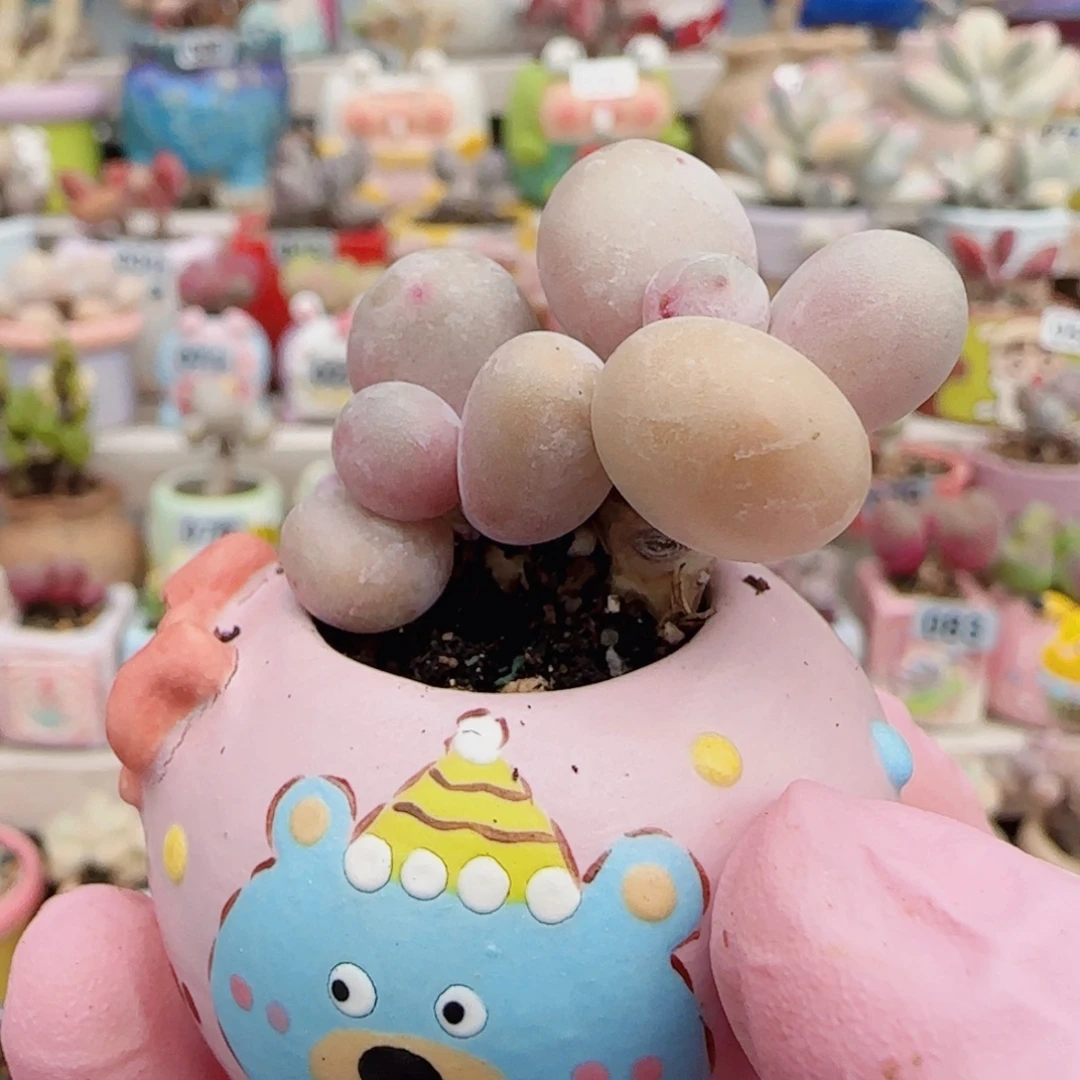 笑蛋黄奶 盆口2.5cm