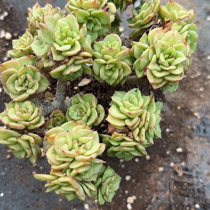 无花朵蜡牡丹。