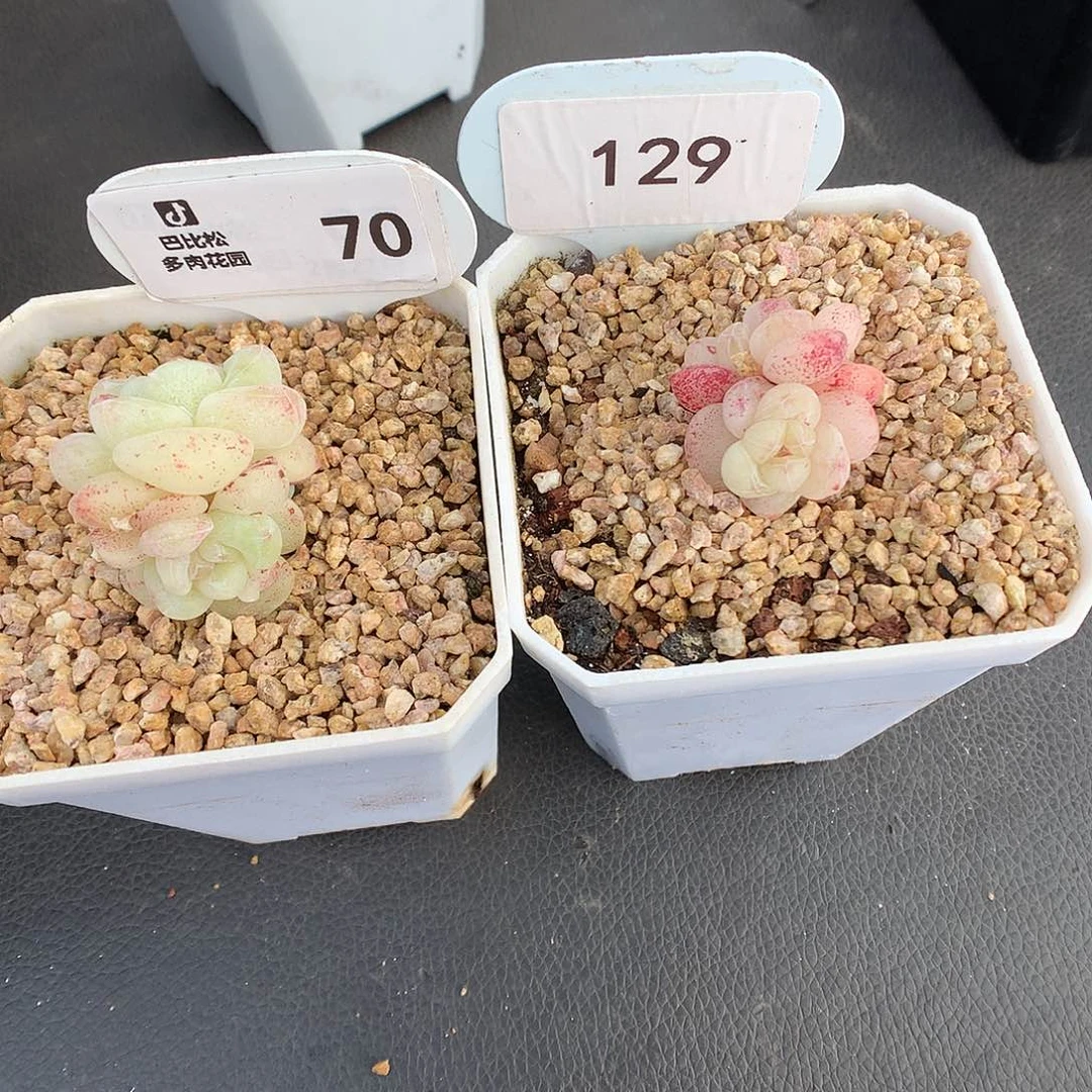 泡**.70-129 冰玉石化多肉