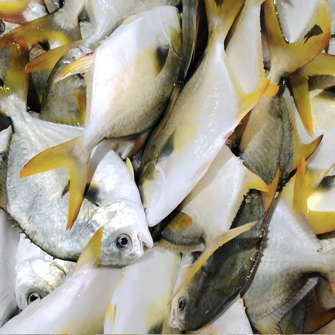 【马鲛仔海产】新鲜速冻金鲳鱼 8条 5两-7两条 顺丰包邮 茂名博贺港