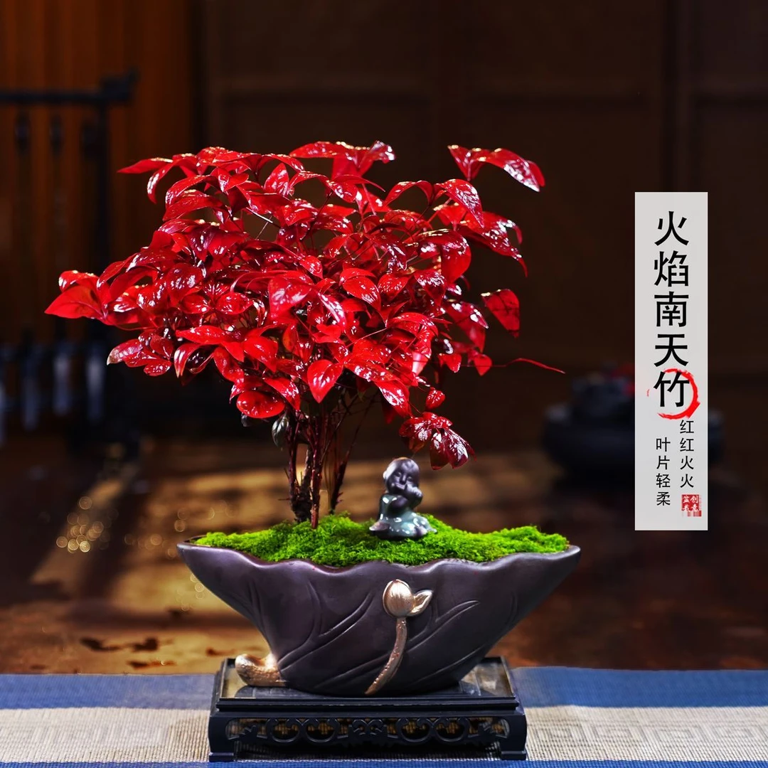 【越冷越红】大火焰南天竹客厅绿植桌面盆栽好养易活禅意创意盆景