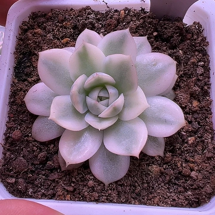 1108号韩水晶锦多肉