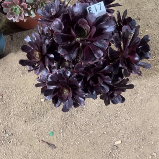 817爱神多肉植物花花