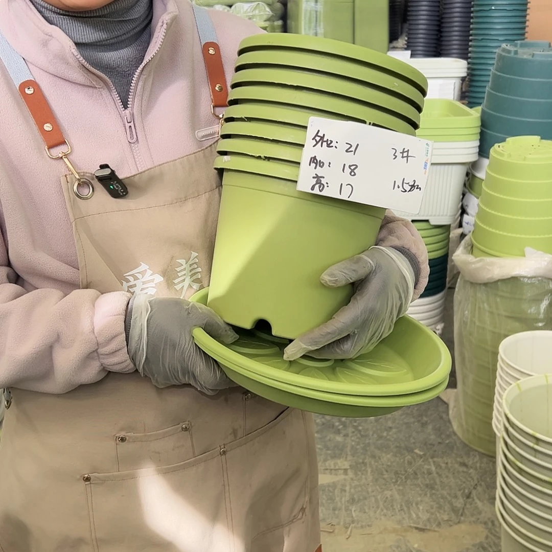 四季盆3#果绿色10个（含托盘）