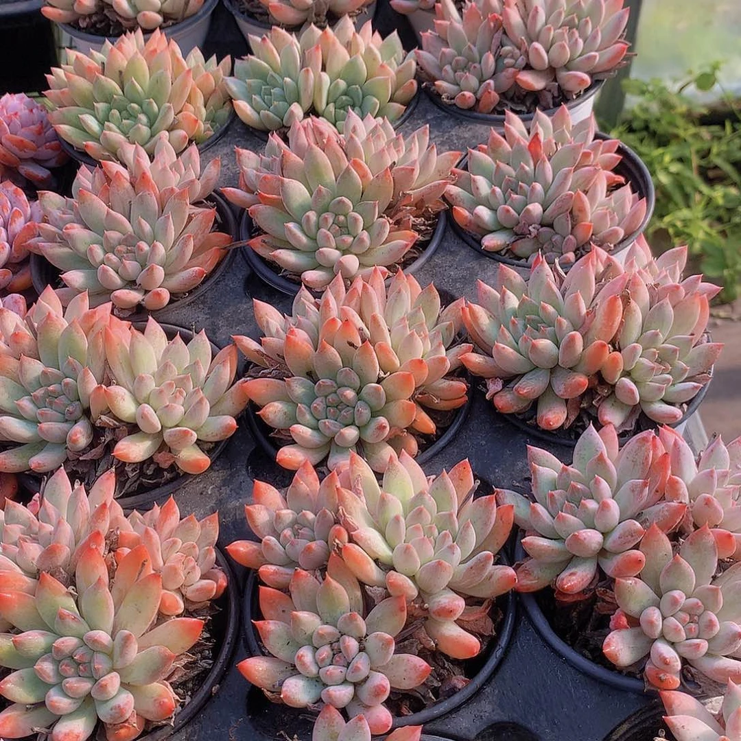 哥特萝莉彩体457789990000