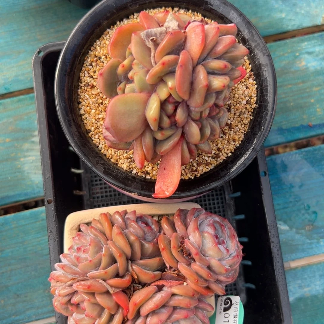 多肉一物一拍0125-42