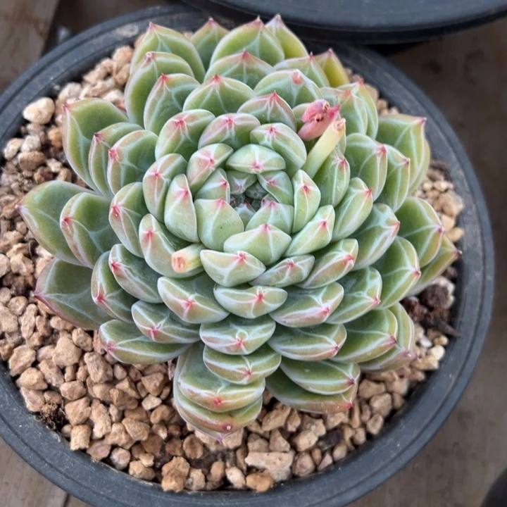 雪花珍妮 阿松多肉