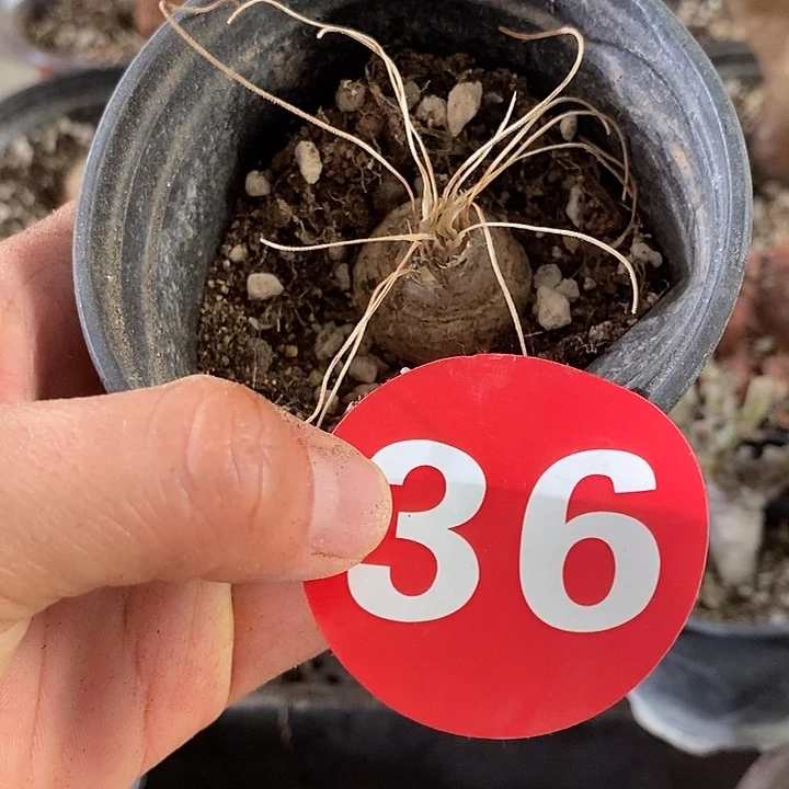 036毛细弹簧草一一