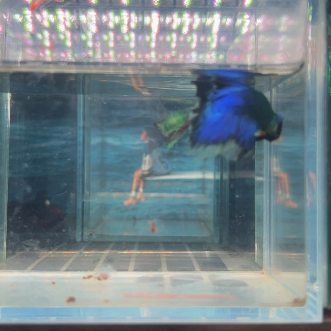 海水鱼热带鱼斗鱼20号