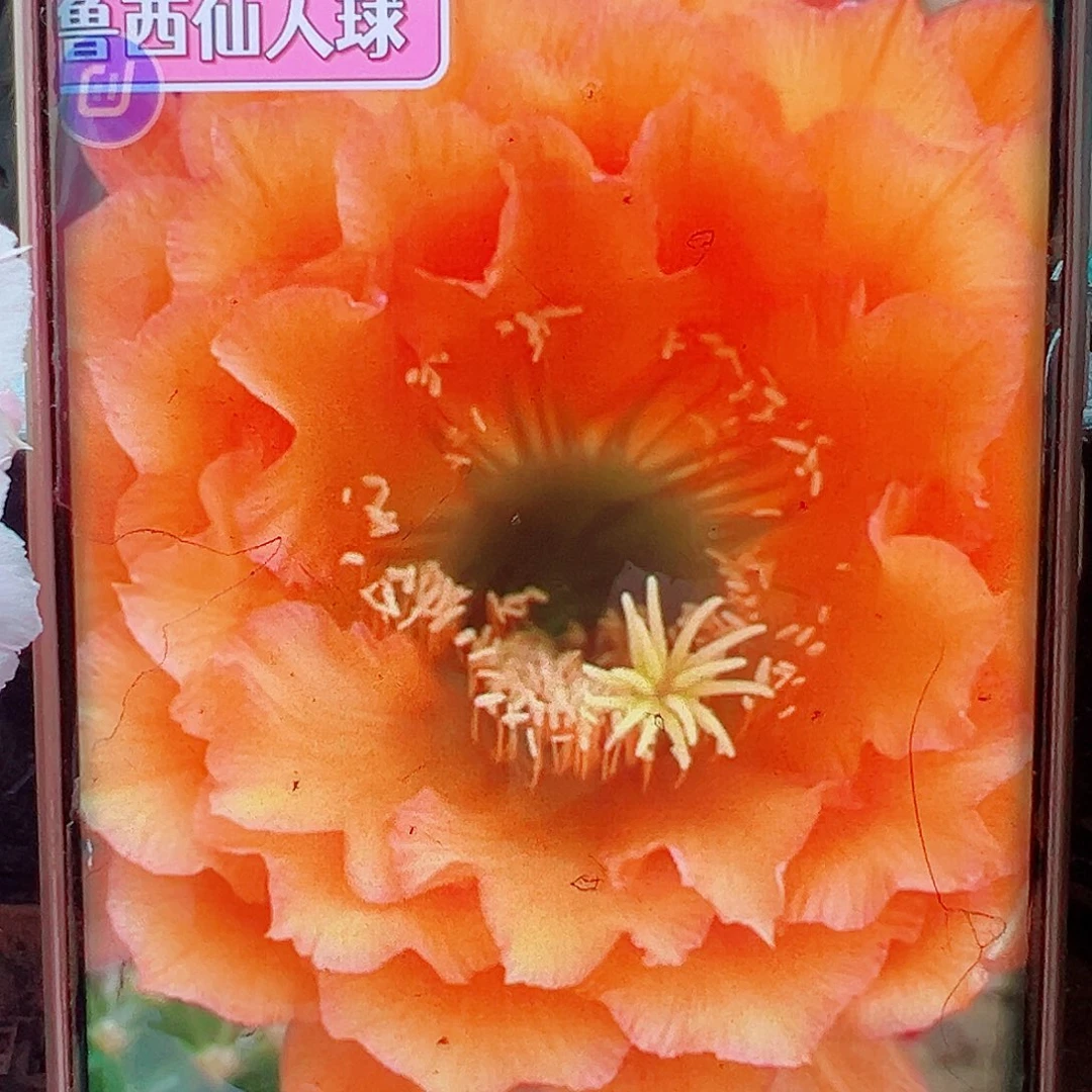 毛花柱3-22侧芽 20 包邮