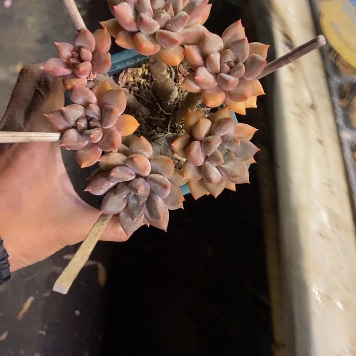 木***易多肉植物一物一拍