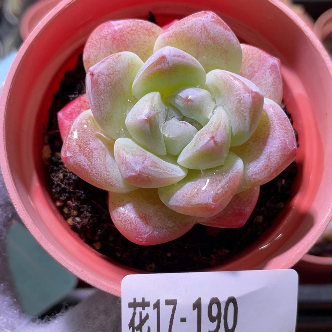 花利美17-190冰玉