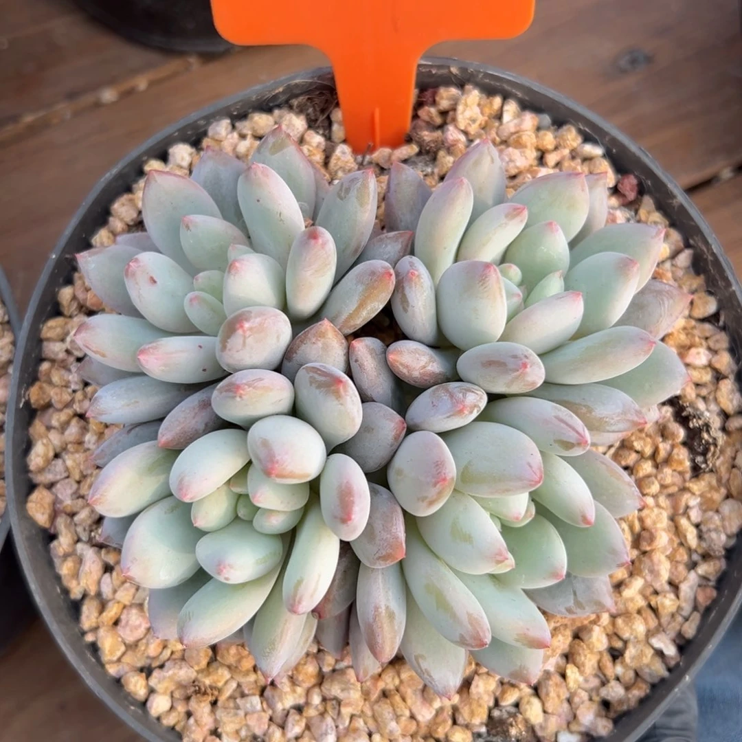 半夏11111111111111111111