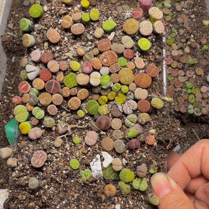 桃*多肉植物的生长51