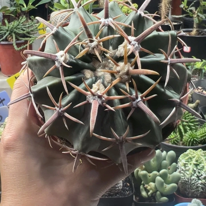 凌波111111111111111