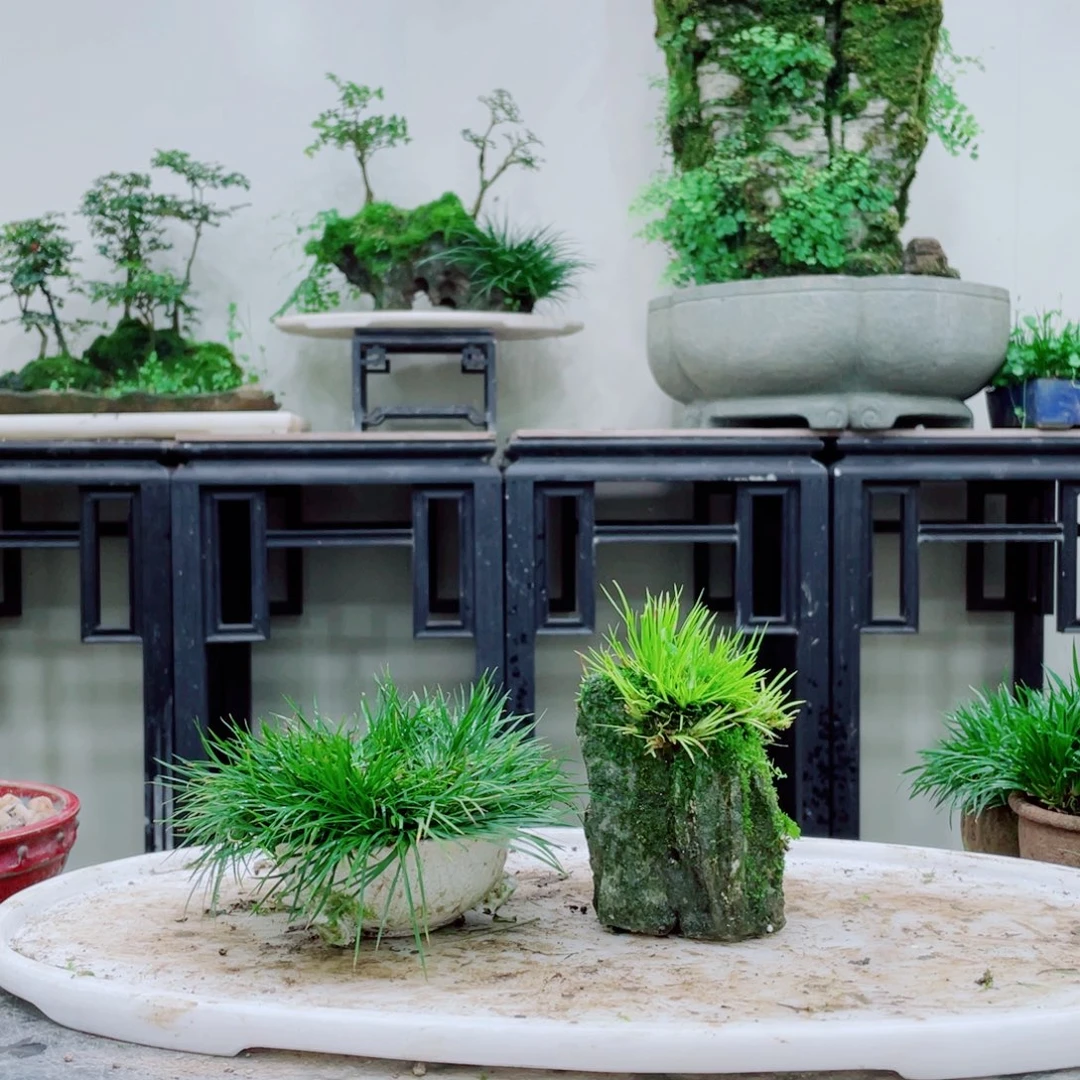 无铅玻璃白**生铁线蕨等植物的生长发育和