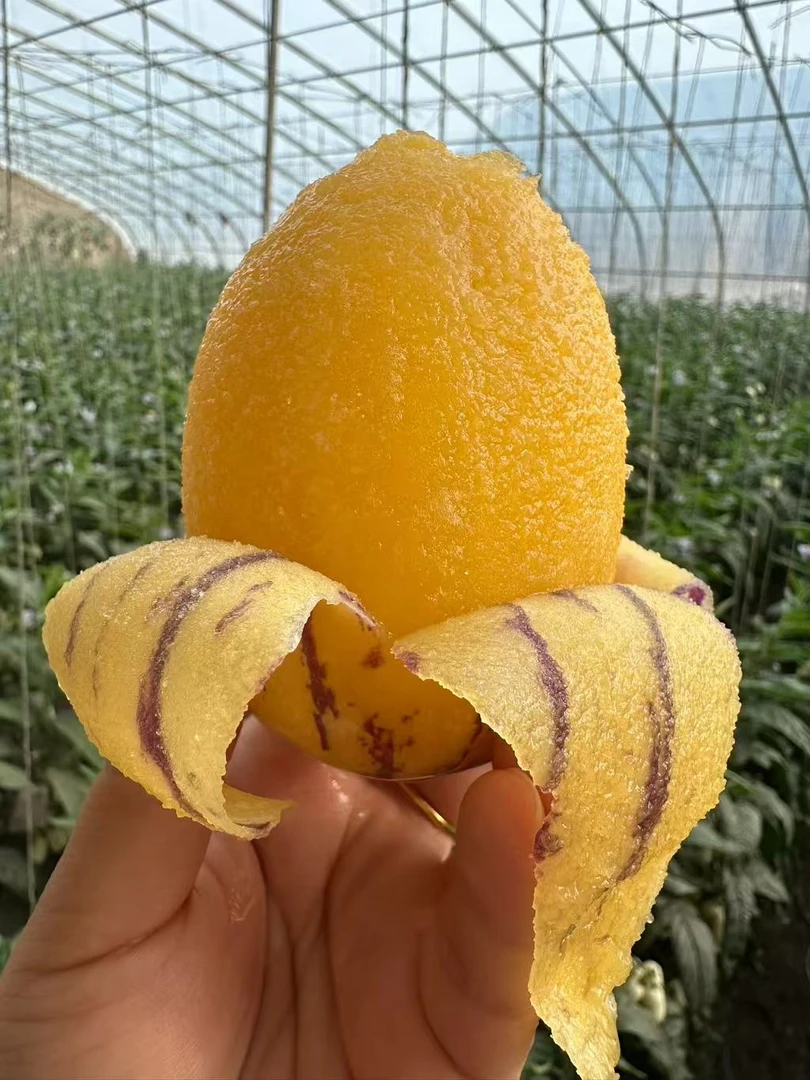 【人参果种子】种子家庭阳台小院盆栽地栽四季种植